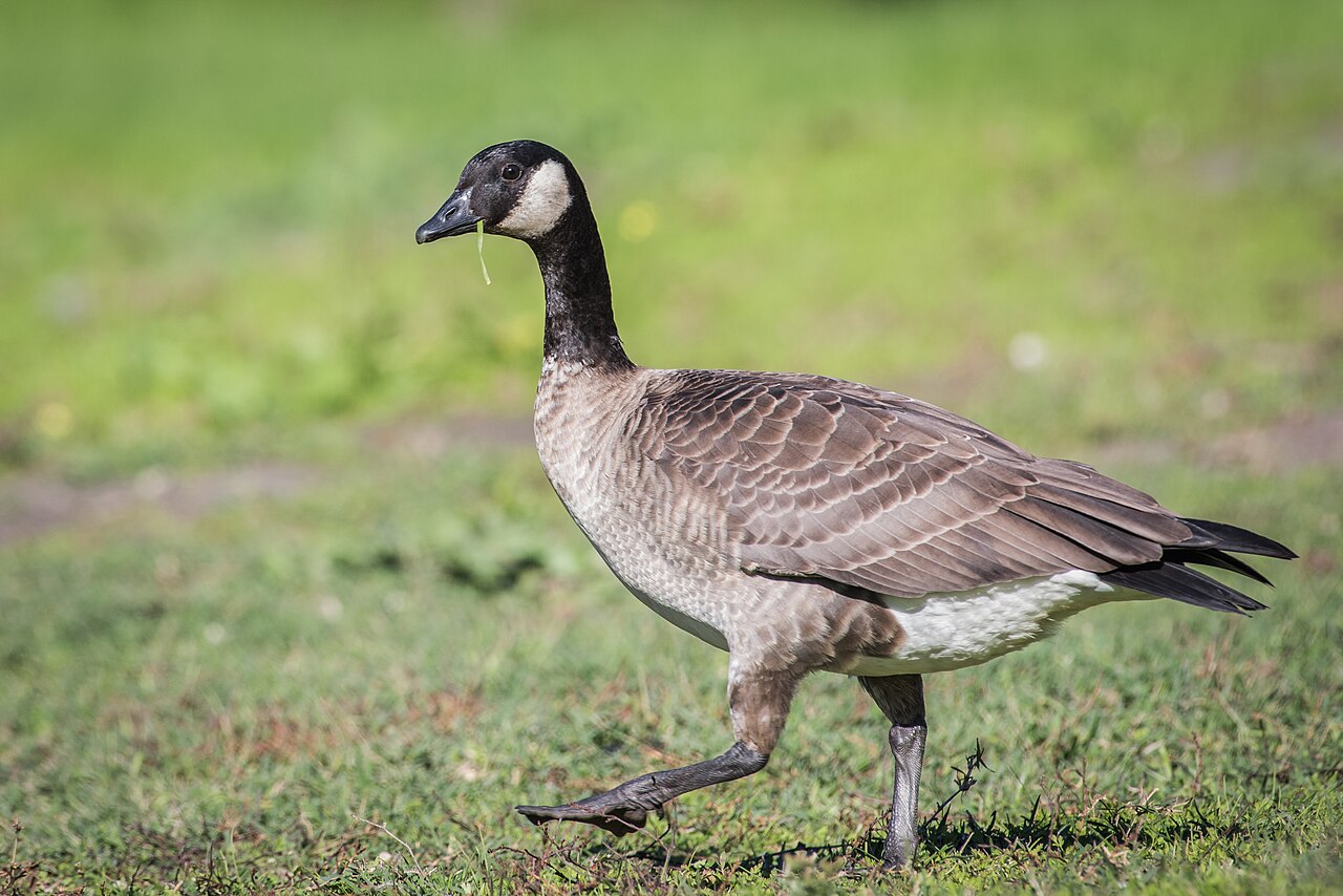 Kleine canadese gans (Branta hutchinsii)