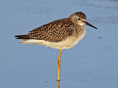 Kleiner Gelbschenkel (Tringa flavipes)