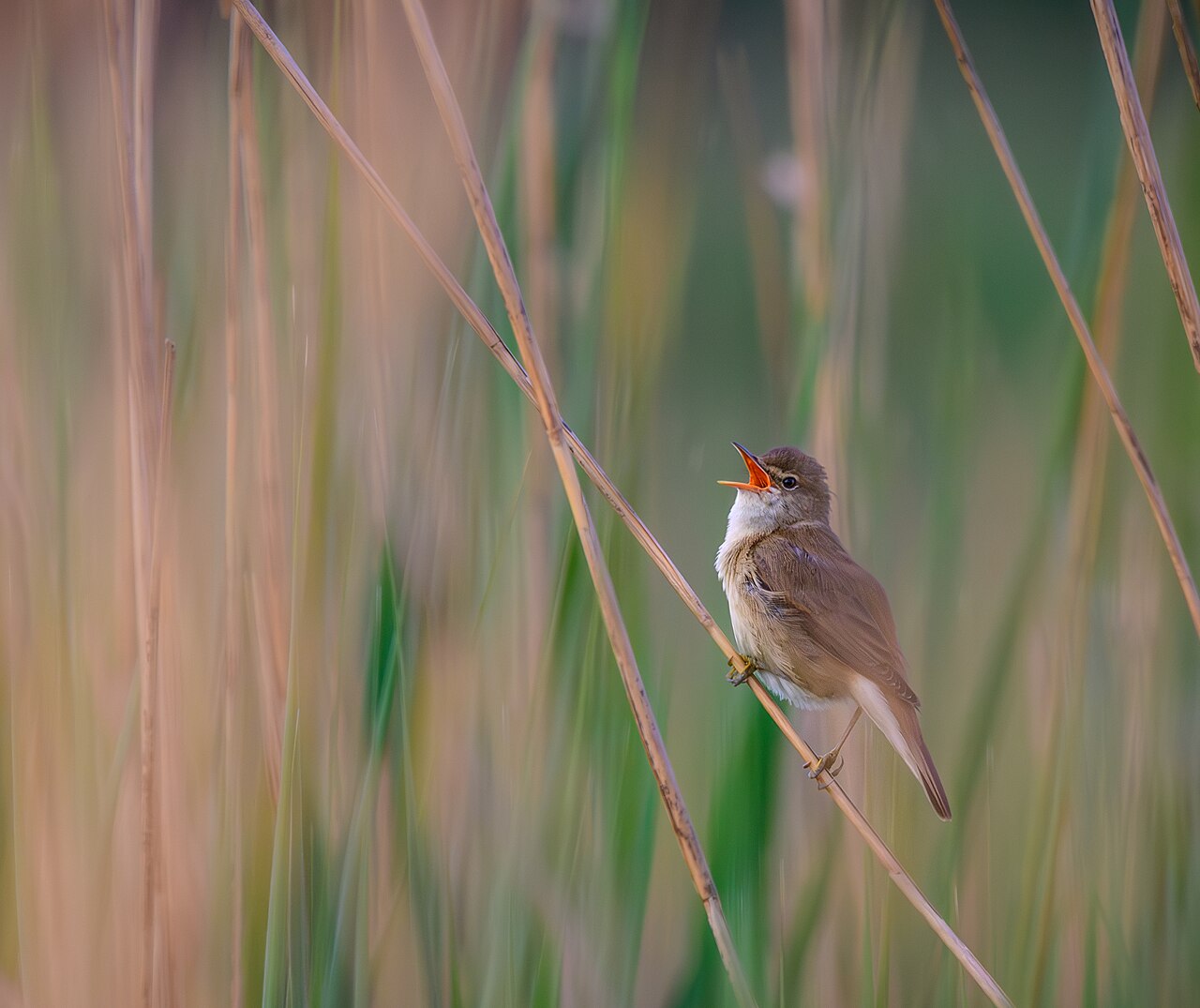 Kleine karekiet (Acrocephalus scirpaceus)