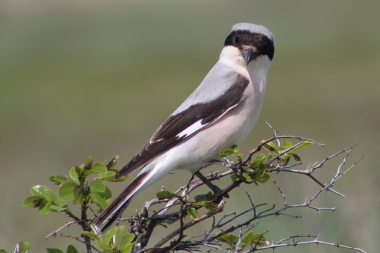 Kleine klapekster (Lanius minor)