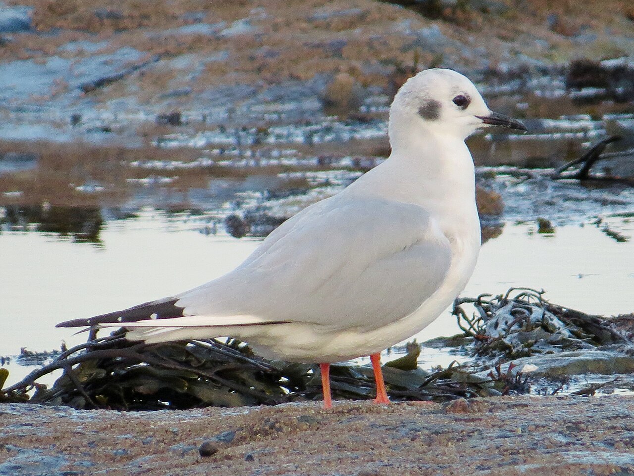 Kleine kokmeeuw (Chroicocephalus philadelphia)