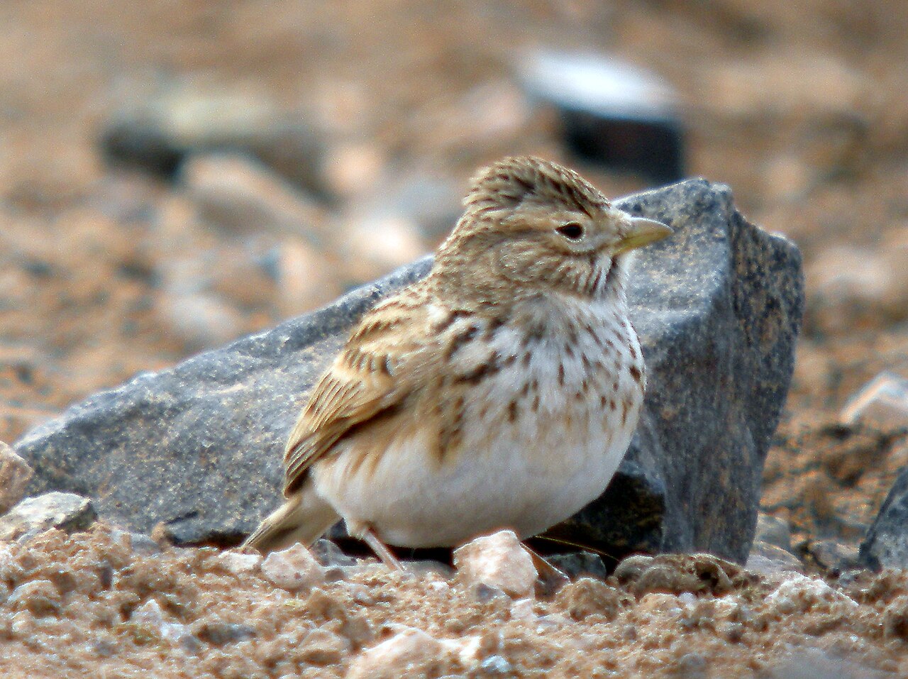 Kleine kortteenleeuwerik (Alaudala rufescens)