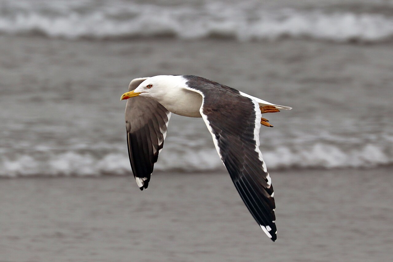 Kleine mantelmeeuw (Larus fuscus)