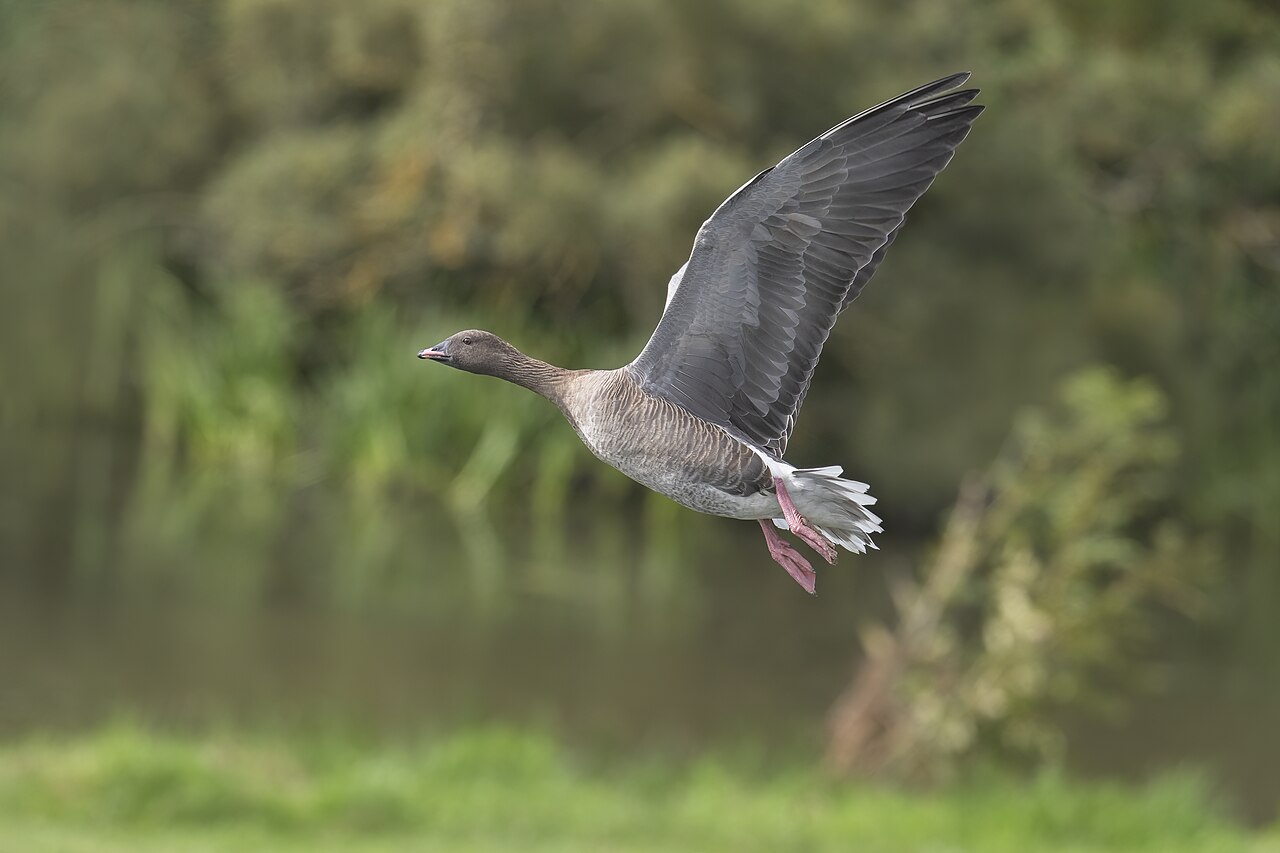 Kleine rietgans (Anser brachyrhynchus)