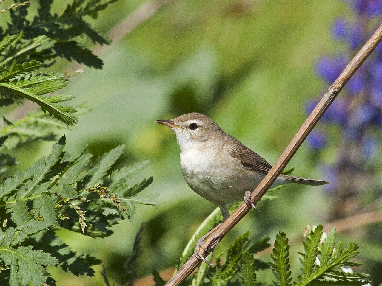 Kleine spotvogel (Iduna caligata)