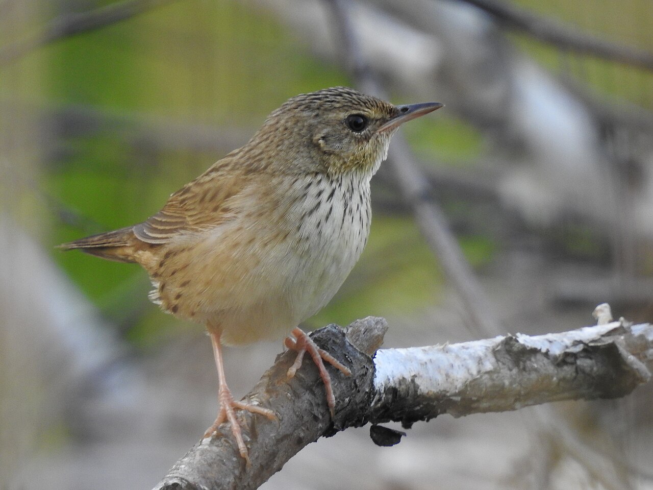 Kleine sprinkhaanzanger (Locustella lanceolata)