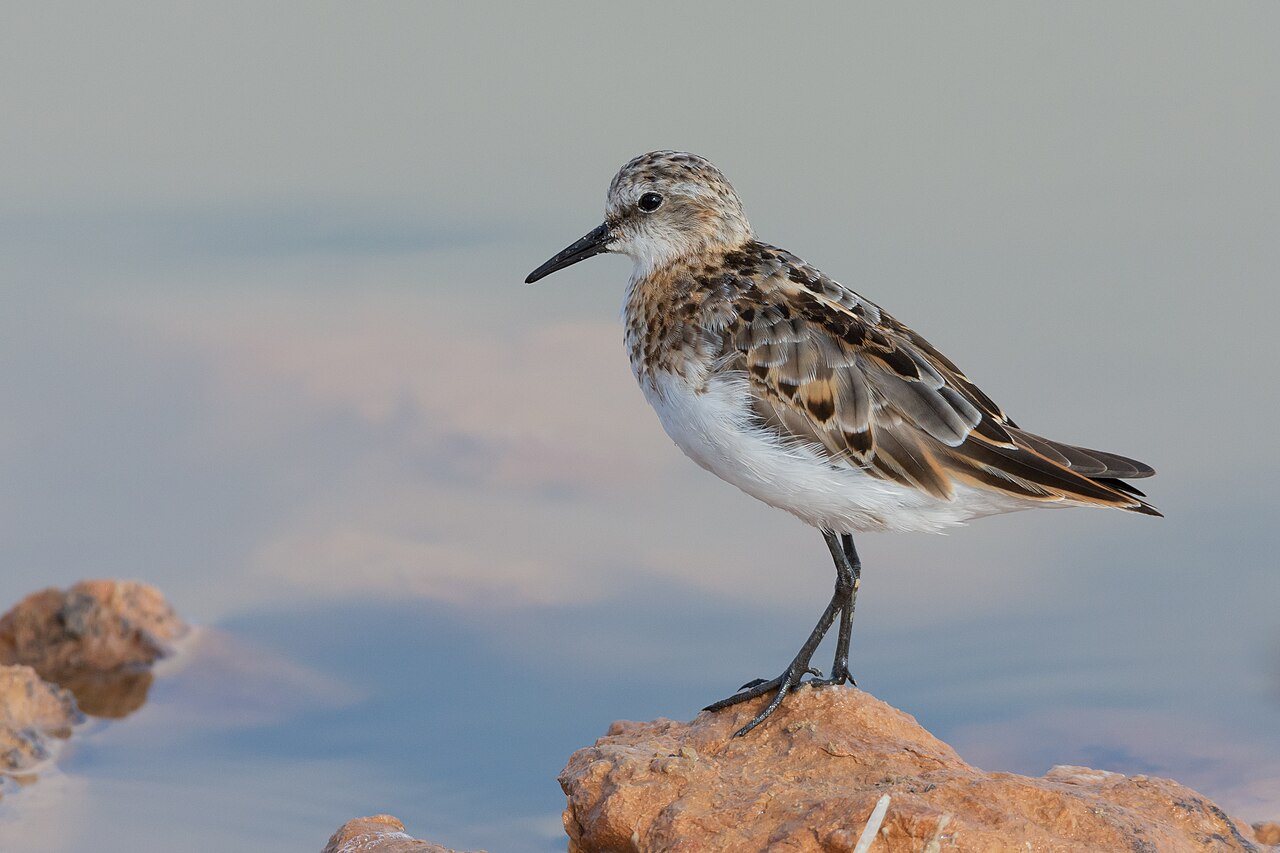 Kleine strandloper (Calidris minuta)