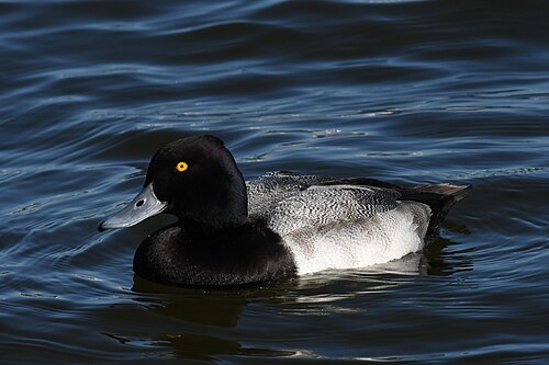 Veilchenente (Aythya affinis)