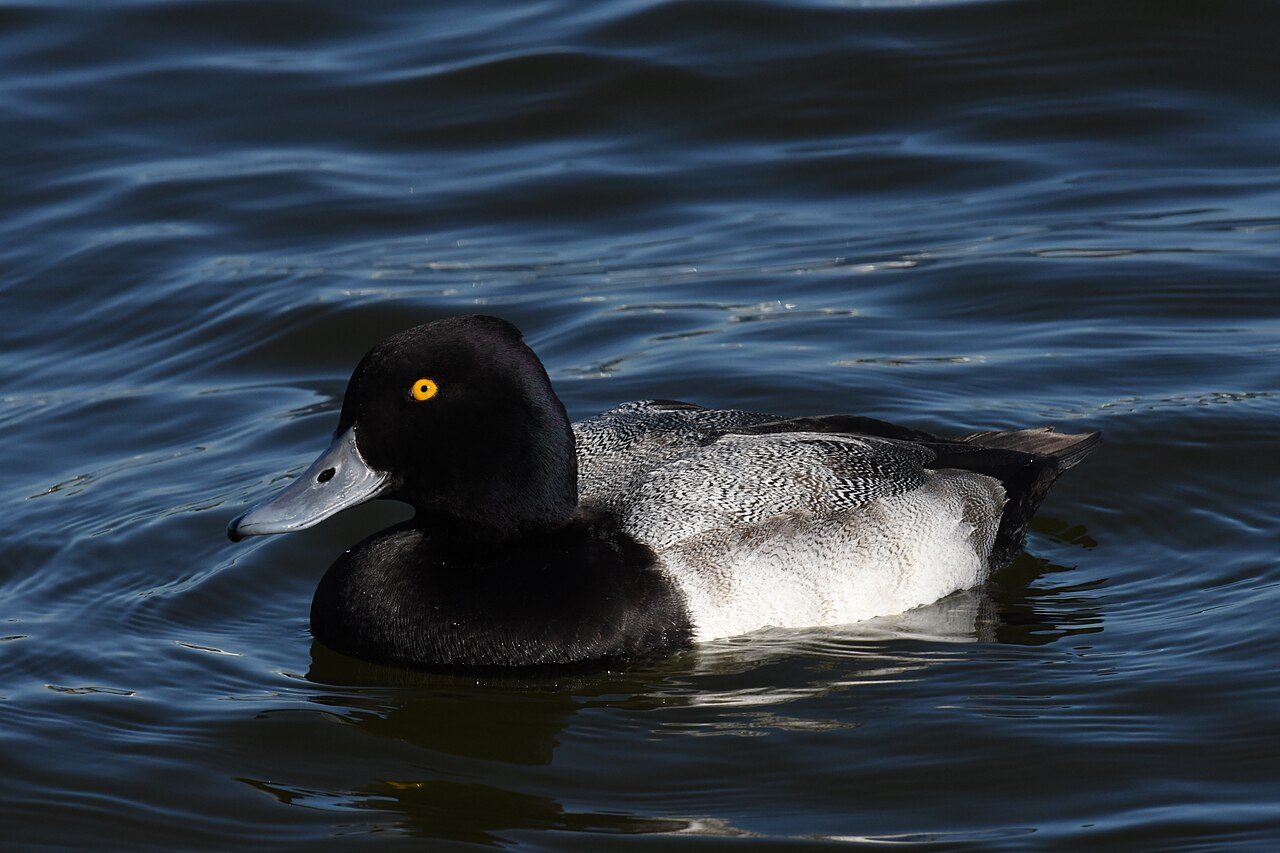 Kleine topper (Aythya affinis)