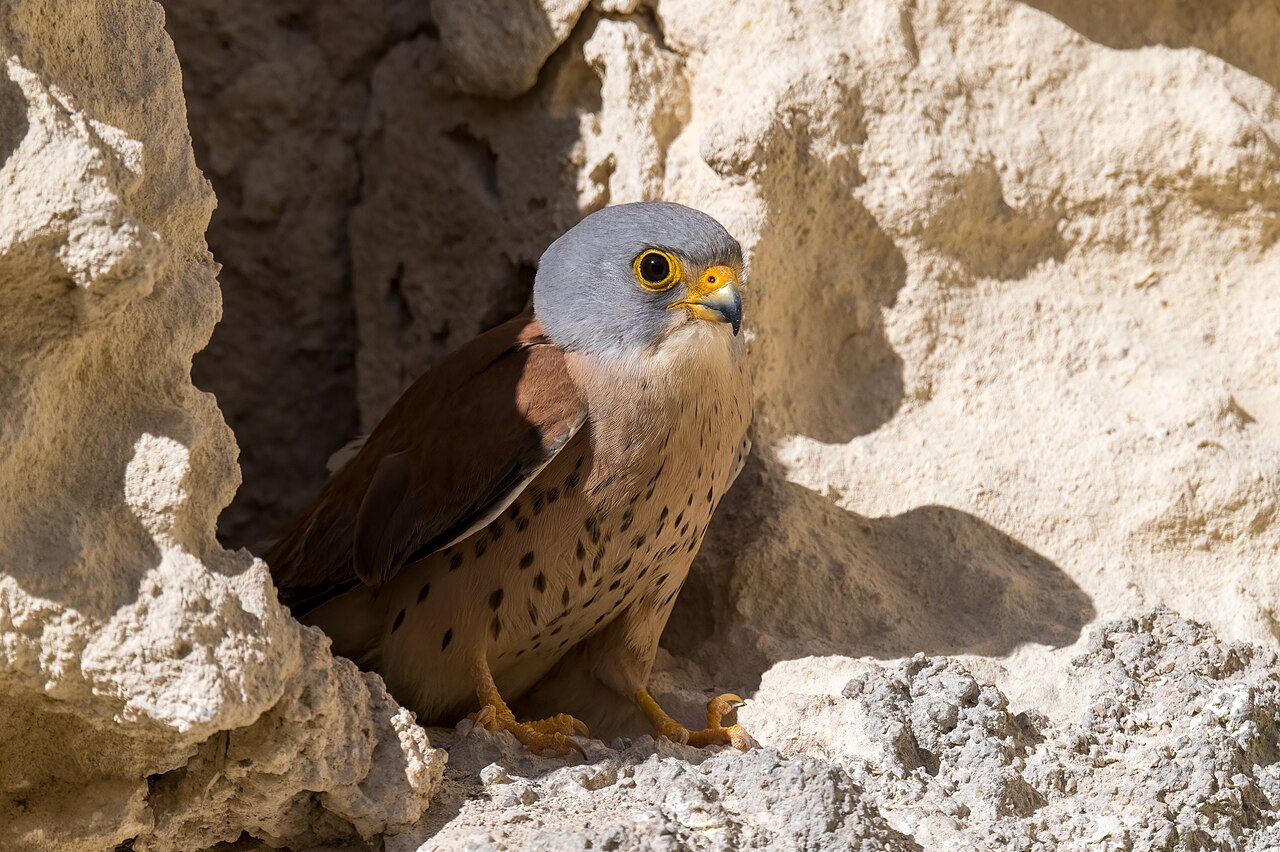 Kleine torenvalk (Falco naumanni)