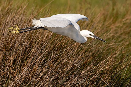 Seidenreiher (Egretta garzetta)