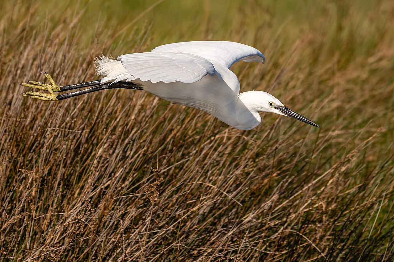 Kleine zilverreiger (Egretta garzetta)
