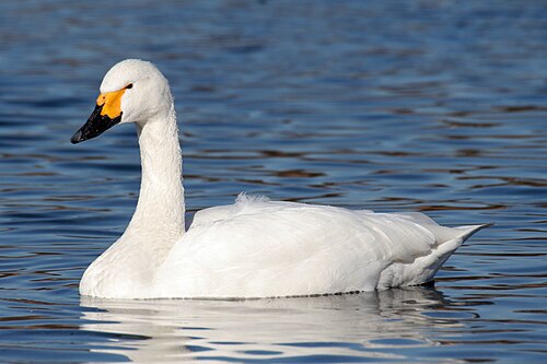 Zwergschwan (Cygnus columbianus)