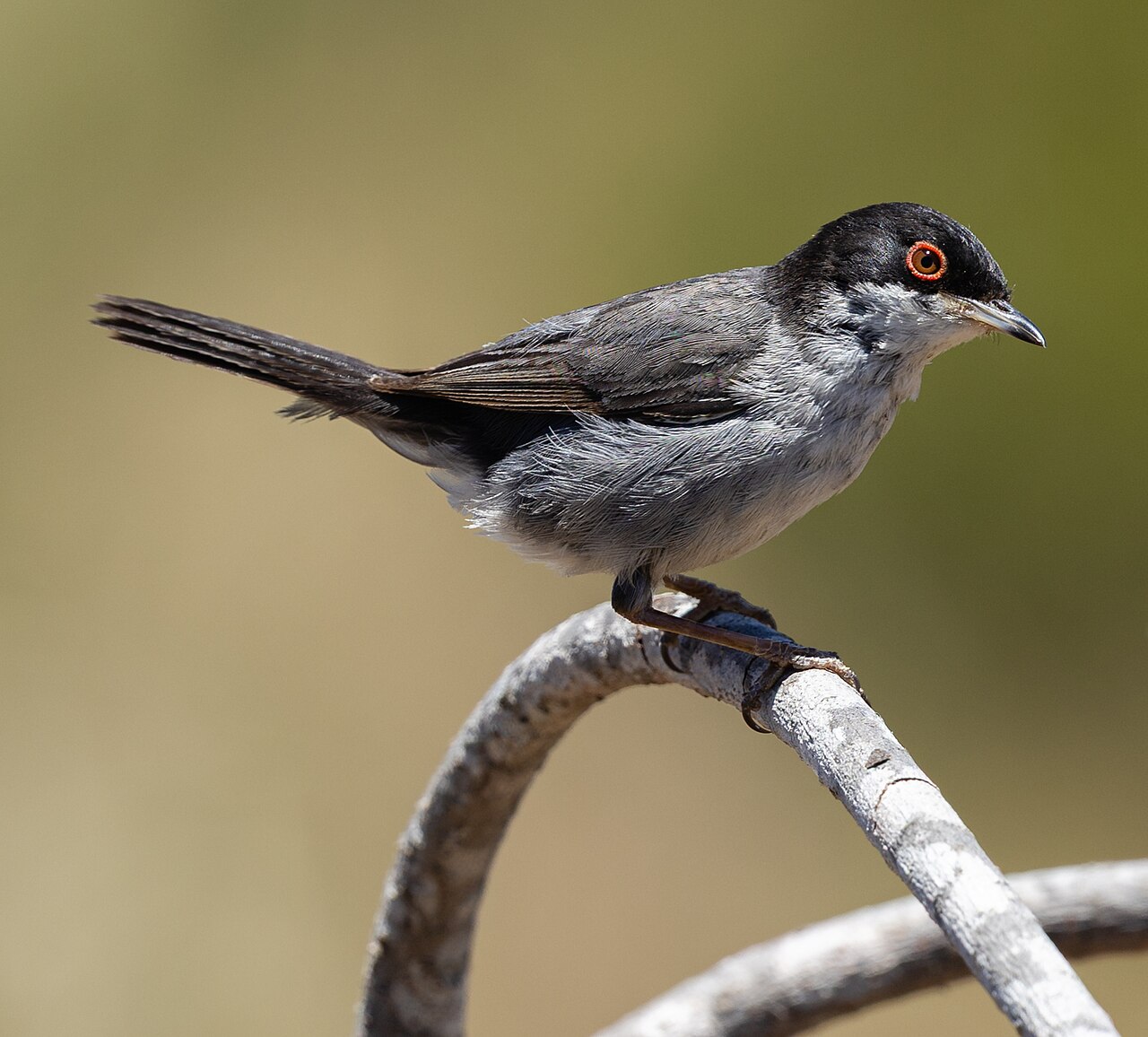Kleine zwartkop (Curruca melanocephala)