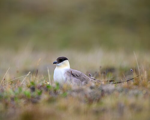 Falkenraubmöwe (Stercorarius longicaudus)
