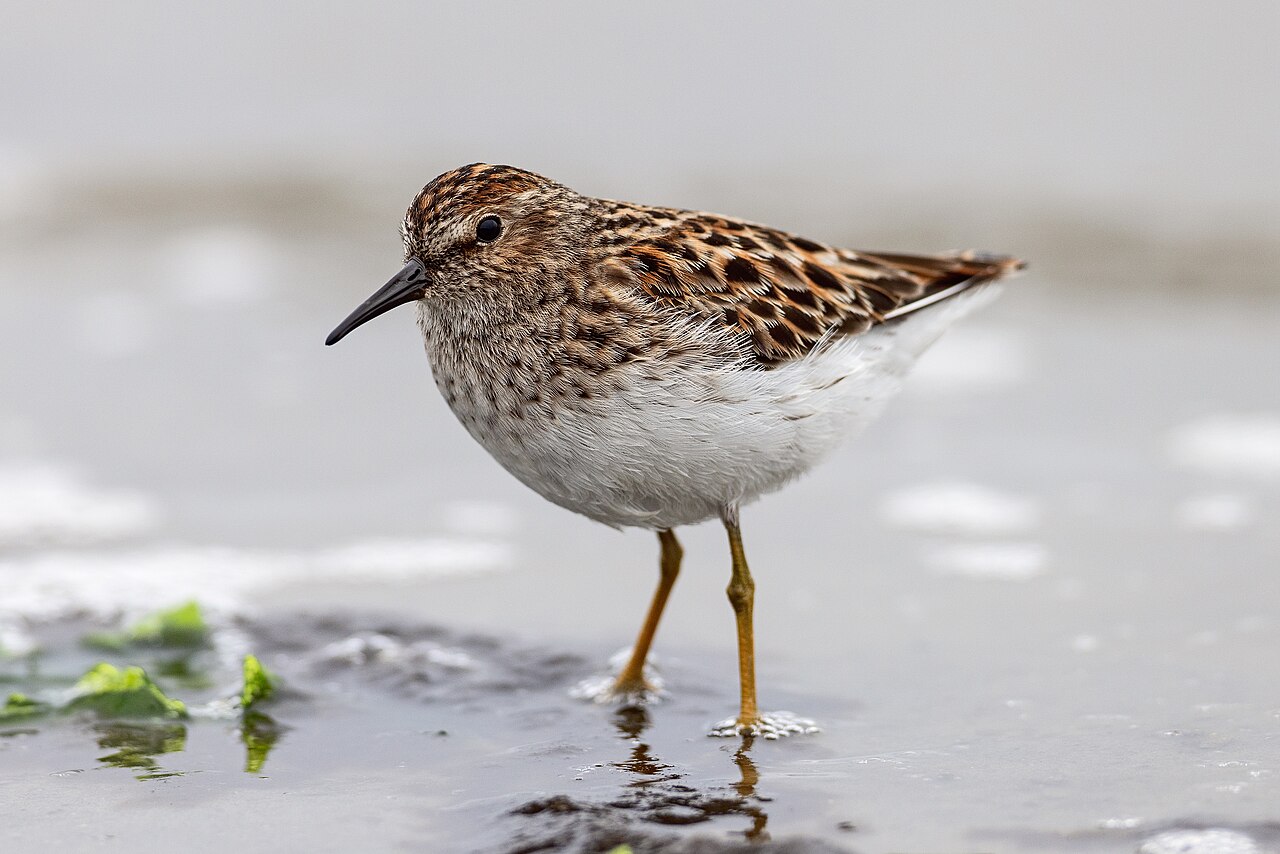 Kleinste strandloper (Calidris minutilla)