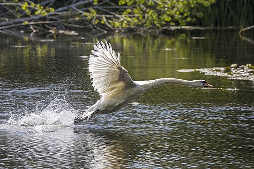 Höckerschwan (Cygnus olor)