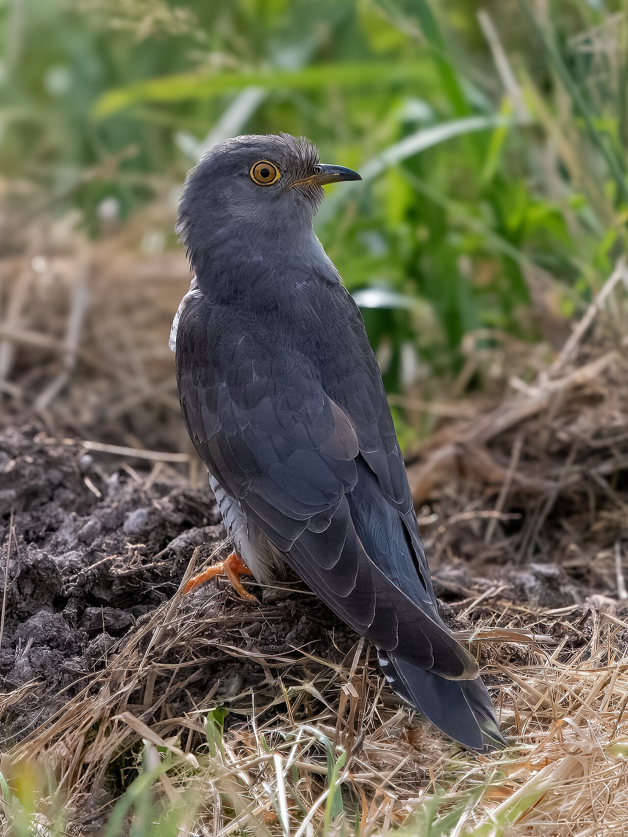 Koekoek (Cuculus canorus)