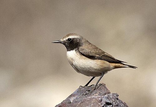 Rostbürzel-Steinschmätzer (Oenanthe xanthoprymna)