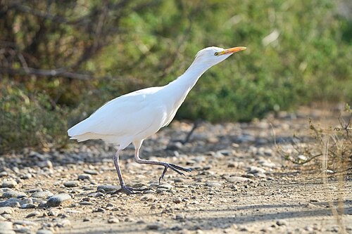 Kuhreiher (Ardea ibis)