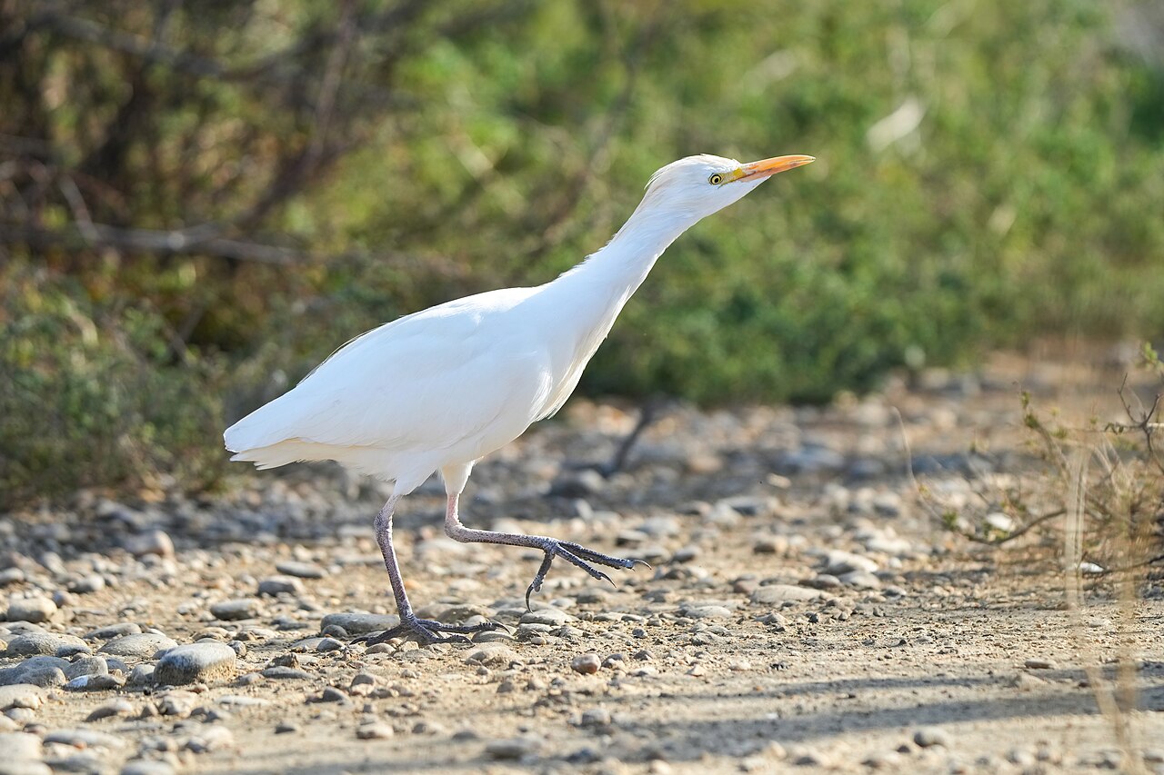 Koereiger (Ardea ibis)