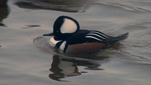Kappensäger (Lophodytes cucullatus)