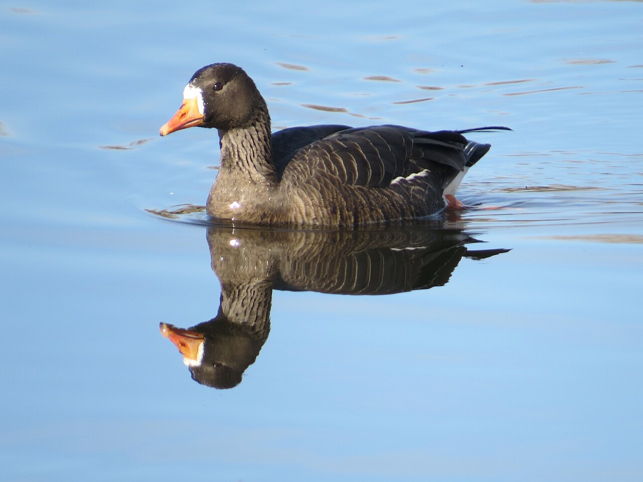 Kolgans, ondersoort flavirostris, groenlandse kolgans