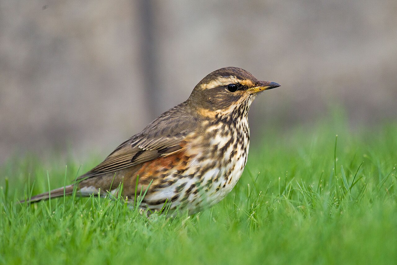Koperwiek (Turdus iliacus)
