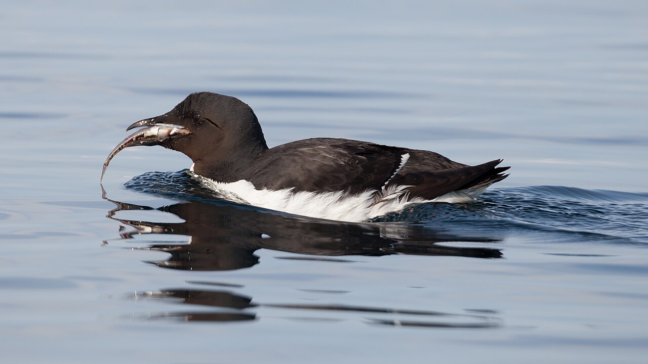 Kortbekzeekoet (Uria lomvia)