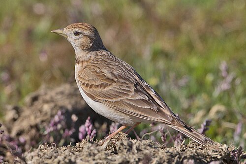 Kurzzehenlerche (Calandrella brachydactyla)