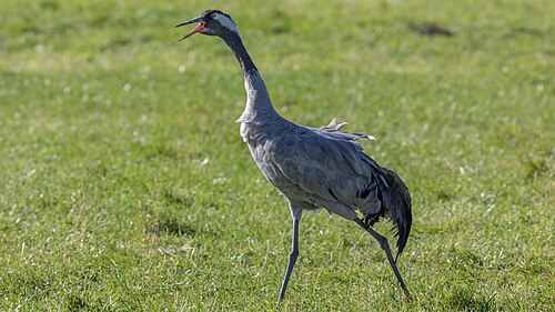 Kranich (Grus grus)