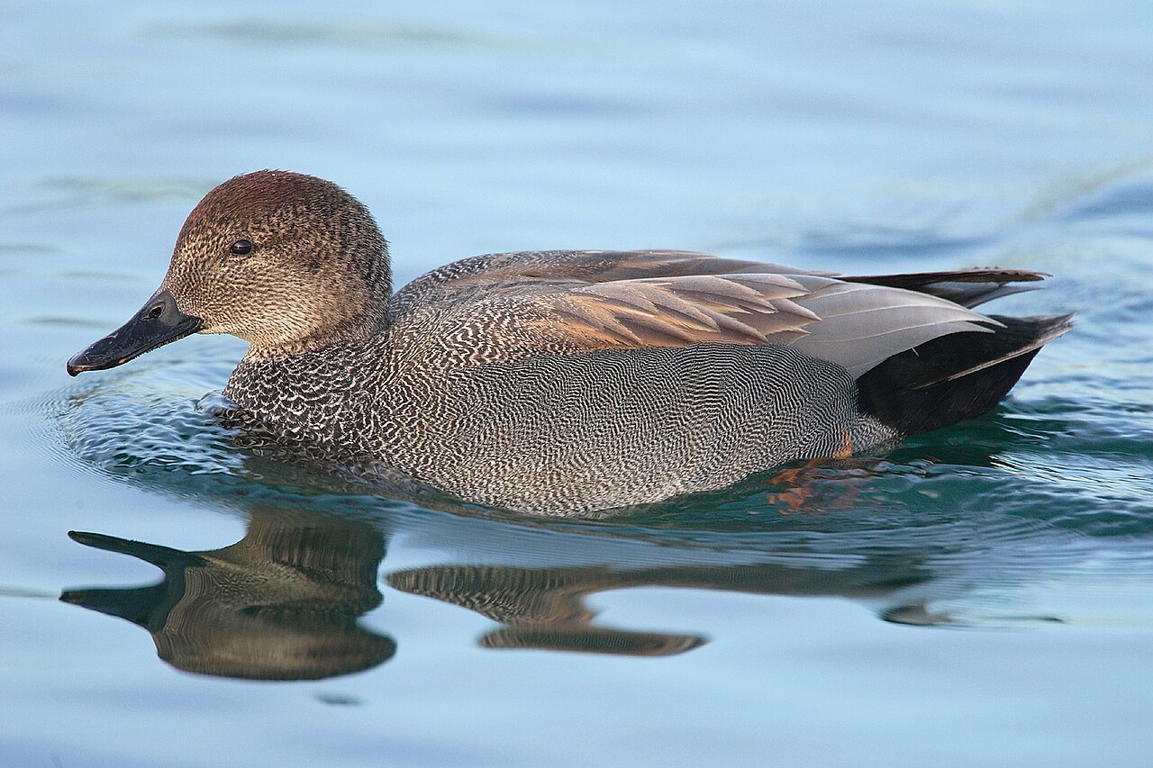 Krakeend (Mareca strepera)