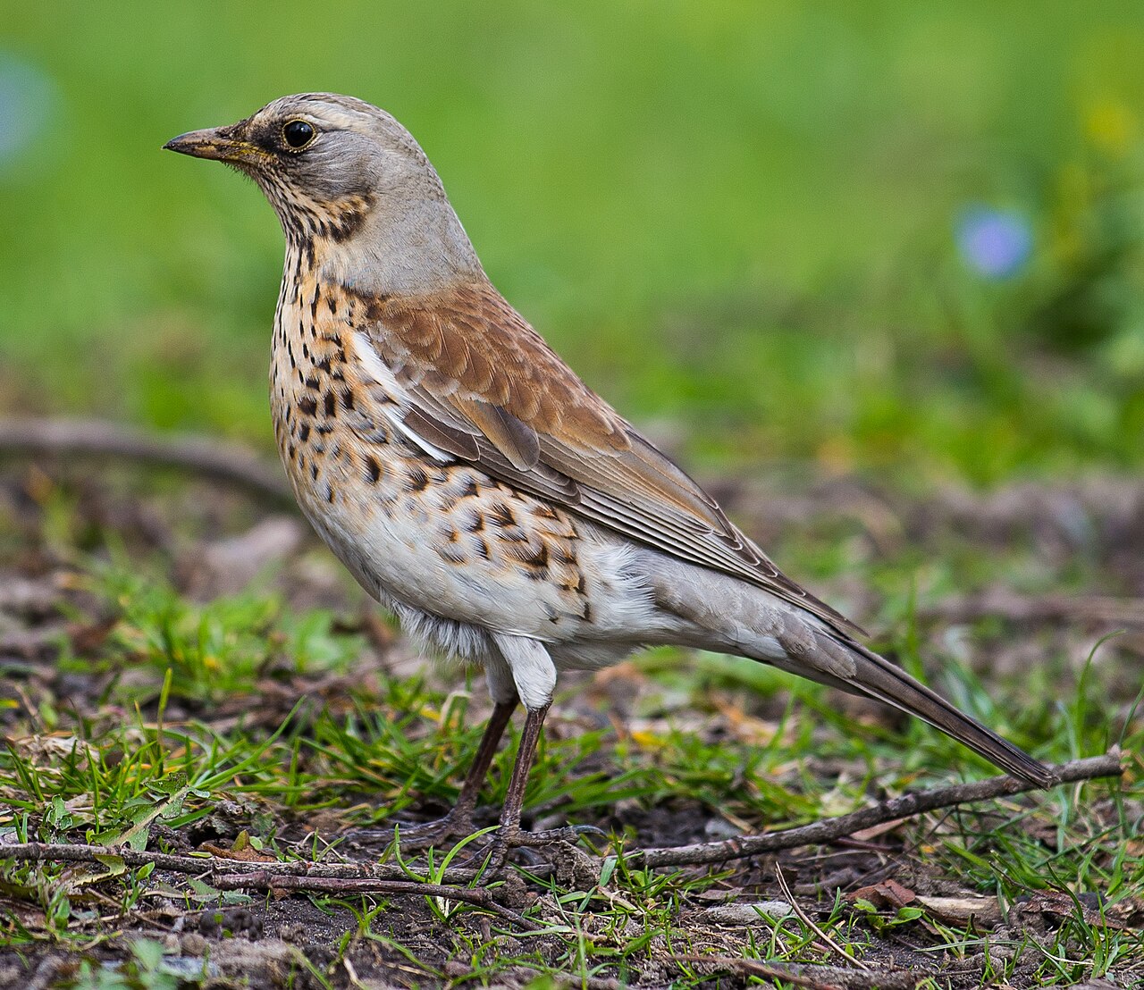 Kramsvogel (Turdus pilaris)