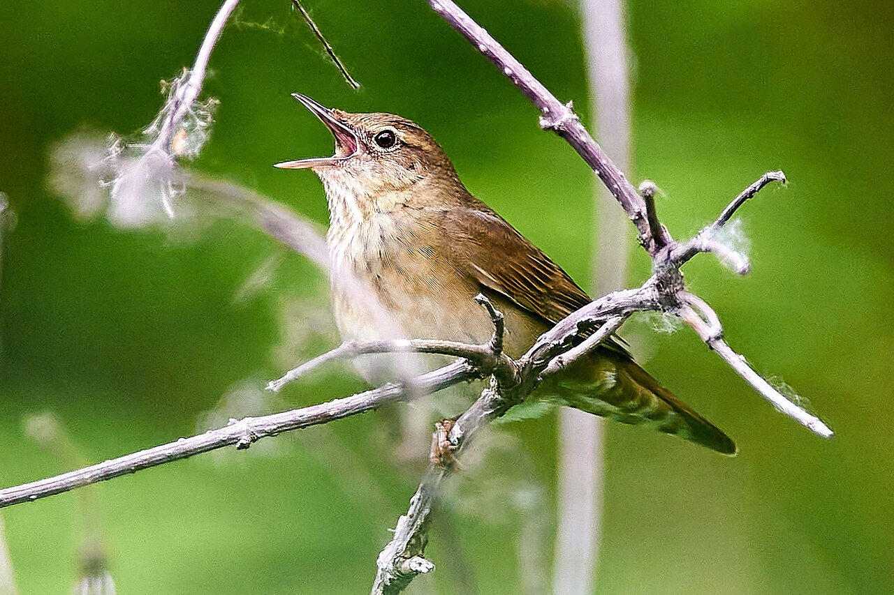Krekelzanger (Locustella fluviatilis)