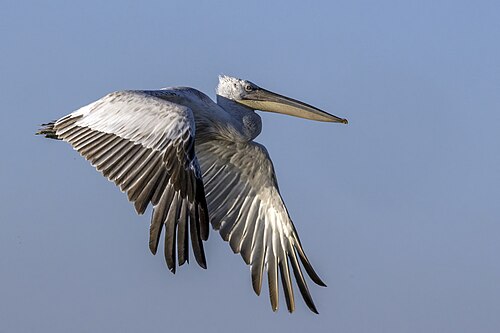 Krauskopfpelikan (Pelecanus crispus)