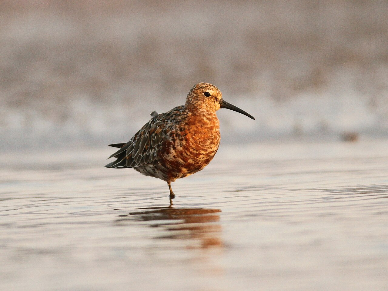 Krombekstrandloper (Calidris ferruginea)