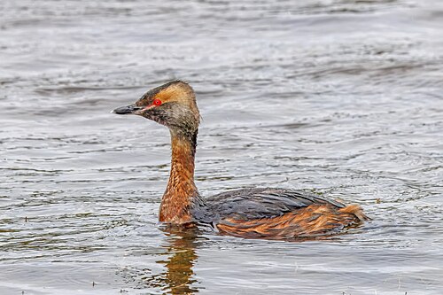 Ohrentaucher (Podiceps auritus)