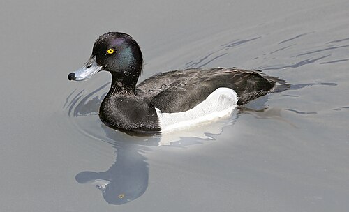 Reiherente (Aythya fuligula)