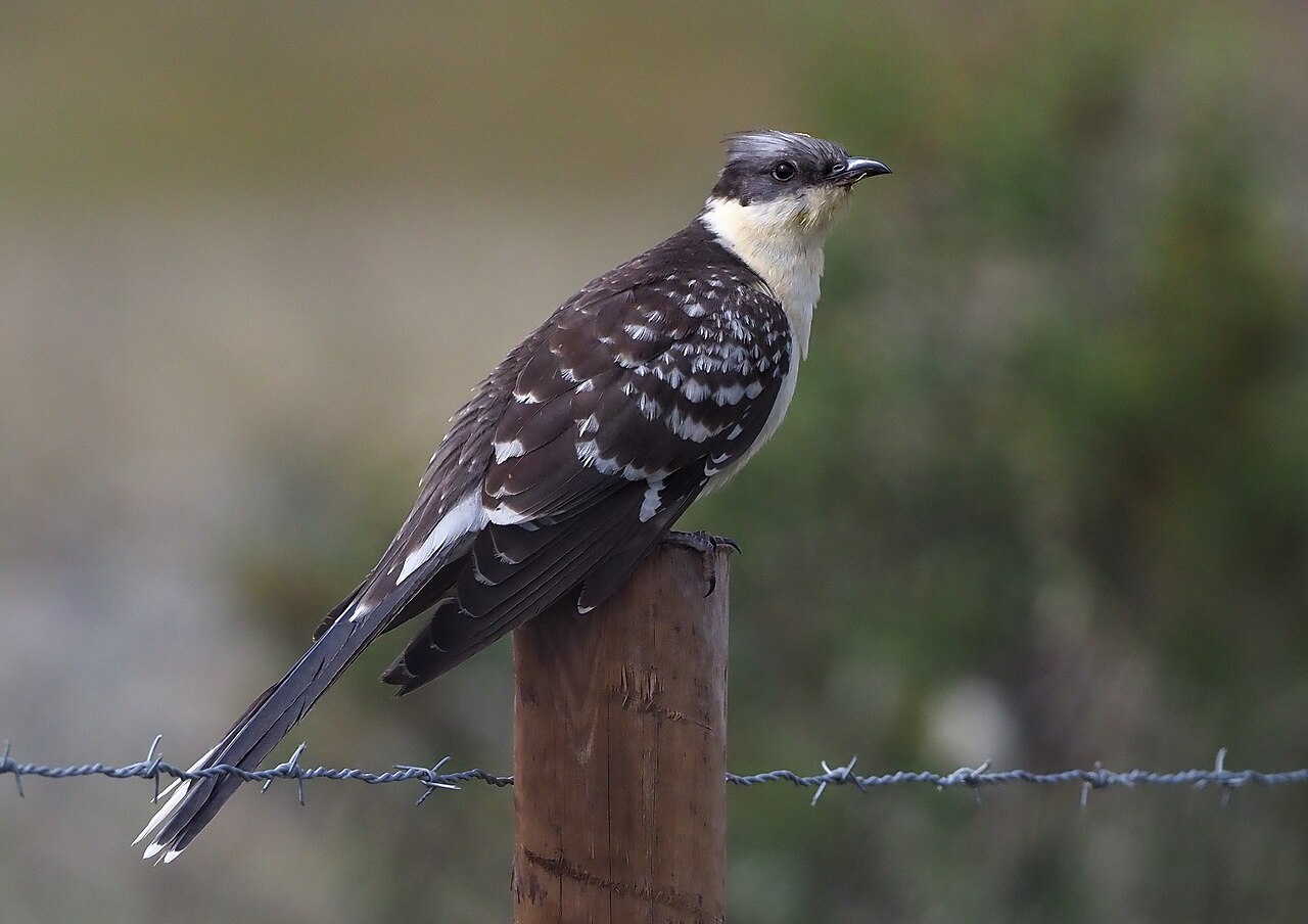 Kuifkoekoek (Clamator glandarius)