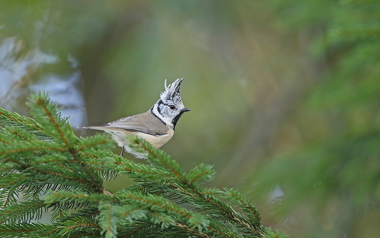 Kuifmees (Lophophanes cristatus)