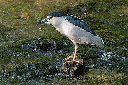 Nachtreiher (Nycticorax nycticorax)