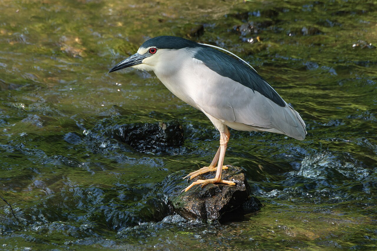 Kwak (Nycticorax nycticorax)