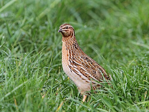 Wachtel (Coturnix coturnix)