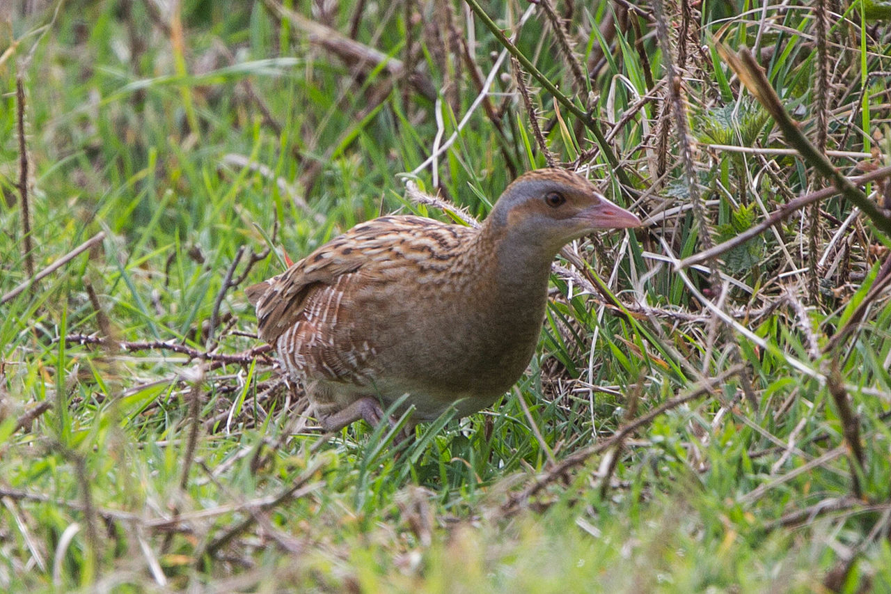 Kwartelkoning (Crex crex)
