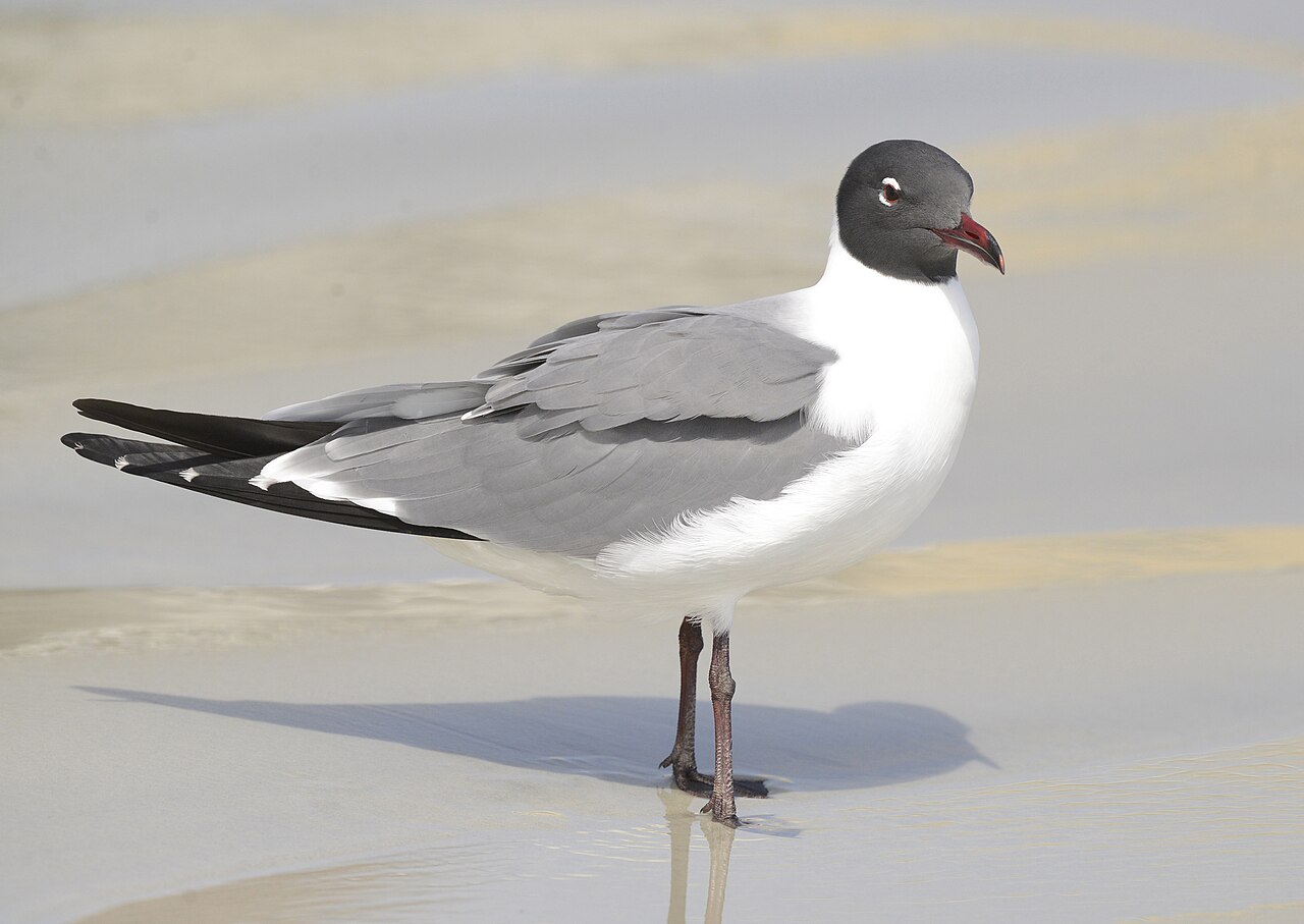 Lachmeeuw (Leucophaeus atricilla)