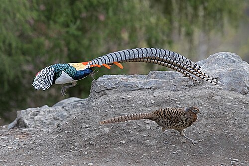 Diamantfasan (Chrysolophus amherstiae)