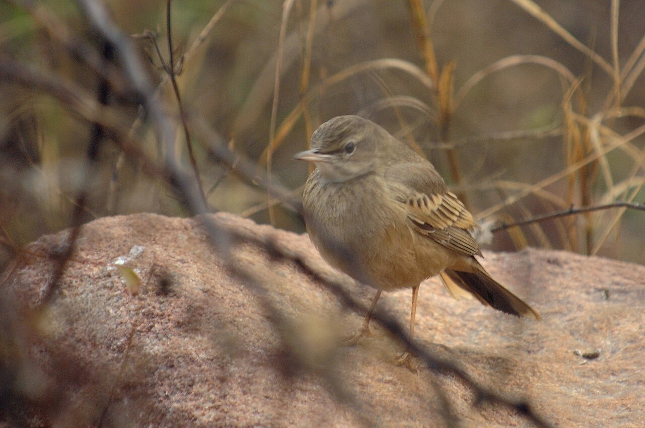Langsnavelpieper (Anthus similis)