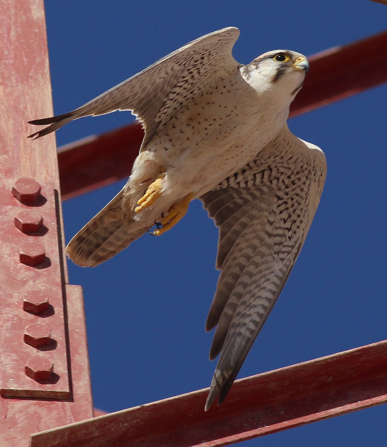 Lannervalk (Falco biarmicus)