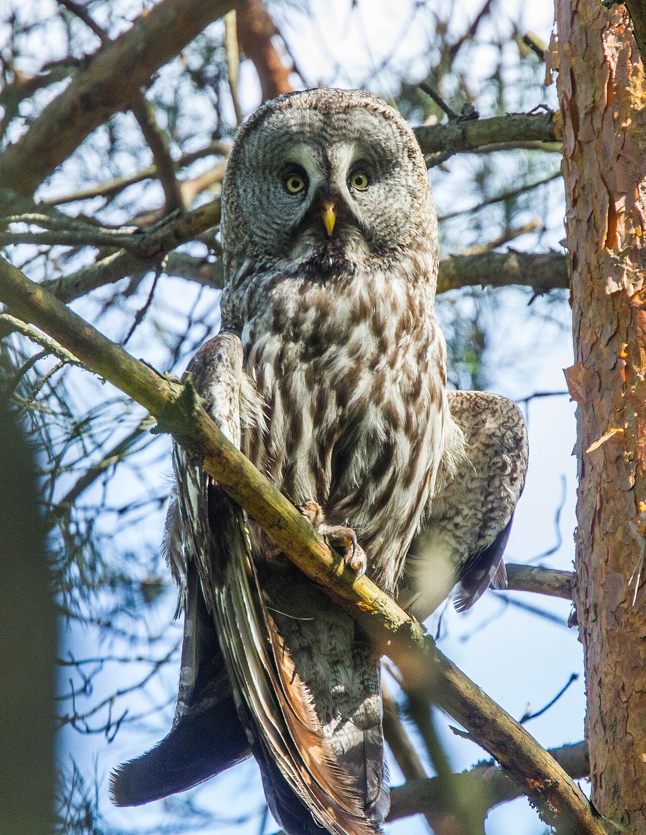 Laplanduil (Strix nebulosa)