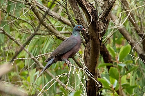 Lorbeertaube (Columba junoniae)